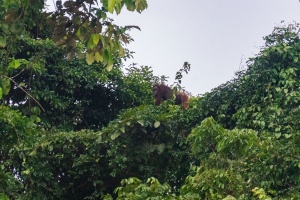 Orangutan-in-tree-tops-Kinabatangan-Sabah-Borneo