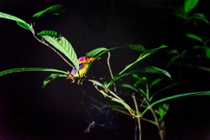 Oriental-dwarf-Kingfisher-at-night-Kinabatangan-Sabah-Borneo