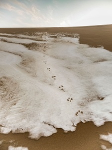 footprints in the Gobi