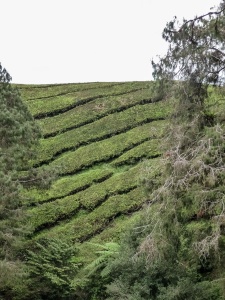 cameron highlands