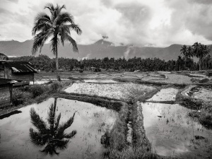 Palm-tree-reflection-in-rice-paddies-Lake-Maninjau-Indonesia