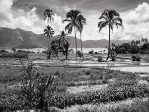 Palms-amongst-rice-paddies-Rice-paddies-Lake-Maninjau-Indonesia