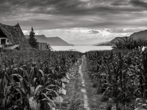 Path-through-cornfields-leading to-Lake-Toba-Sumatra-Indonesia