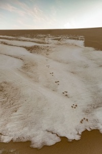 Paw-prints-in-snow-Khongor-sand-dunes-of-the-Gobi-Desert-Mongolia