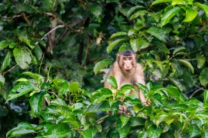 Pig-tailed-Macaque-looking-into-camera-Kinabatangan-Sabah-Borneo