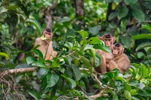 Pig-tailed-Macaques-Kinabatangan-Sabah-Borneo