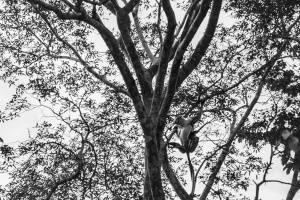 Probiscus-monkey-hanging-in-tree-top-Kinabatangan-Sabah-Borneo