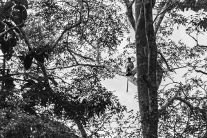 Probiscus-monkey-in-a-tree-Kinabatangan-Sabah-Borneo