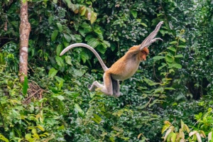 Probiscus-monkey-in-mid-air-Kinabatangan-Sabah-Borneo