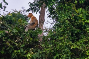 Probiscus-monkey-sat-in-a-tree-Kinabatangan-Sabah-Borneo