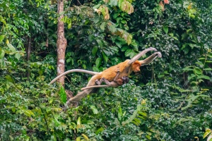 Probiscus-monkey-with-baby-leaping-through-trees-Kinabatangan-Sabah-Borneo