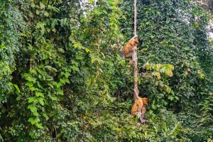 Probiscus-monkeys-climbing-down-vine-Kinabatangan-Sabah-Borneo