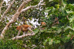 Probiscus-monkeys-in-a-tree-Kinabatangan-Sabah-Borneo