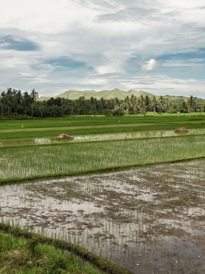 Rice-paddies-Bohol-Philippines