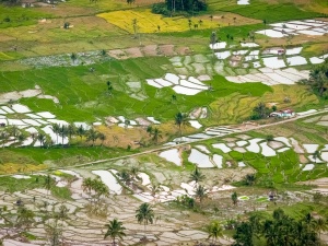 Rice-paddies-from above-Lake-Maninjau-Indonesia