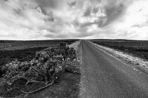 Roadside-shrubbery-North-York-Moors-Yorkshire