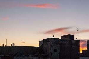 Rooftops-at-dusk-Essaouira-Morocco