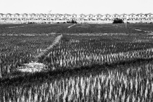 Row-of-townhouses-houses-amongst-paddy-field-Chiang-Rai Province-Northern-Thailand