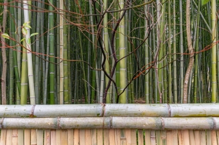 Sagano-Bamboo-forest-Kyoto-Japan