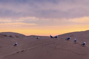 Seagulls-on-the-dunes-at-dusk-Essaouira-Morocco