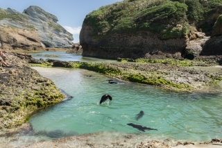 Seals-playing-at-Wharariki-beach-New-Zealand
