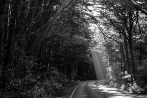 Shaft-of-light-through-the-trees-Fiordland-New-Zealand