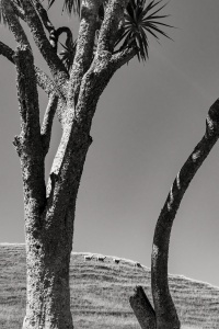 Sheep-between-two-trees-Wharariki-beach-New-Zealand