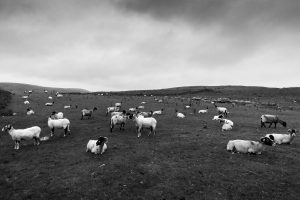 Sheep-in-field-Penyghent-Yorkshires-three-peaks-England