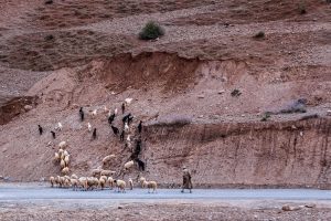 Shepherd-and-his-flock-Foothills-Atlas-Mountains-Morocco