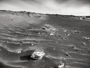 Skull-on-Khongor-sand-dune-Gobi-Desert-Mongolia