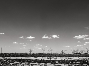 Small-trees-at-salt-lake-South-Western-Australia