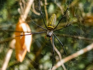 Spider-in-web-Northern-Thailand