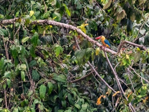 Stork-billed-Kingfisher-sat-on-tree-branch-Kinabatangan-Sabah-Borneo
