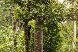 Sunbear-climbing-tree-Sepilok-Sabah-Borneo