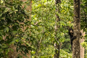 Sunbear-hugging-tree-Sepilok-Sabah-Borneo