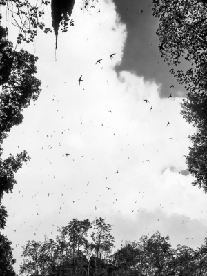 Swallows-Northern-Thailand