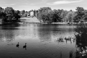 Swans-on-a-lake-Yorkshire-Sculpture-Park-West-Bretton-England