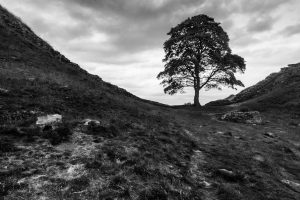 Sycamore-tree-Hadrians-Wall-Northumberland-England