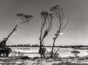 Tall-skinny-trees-at-salt-lake-South-Western-Australia