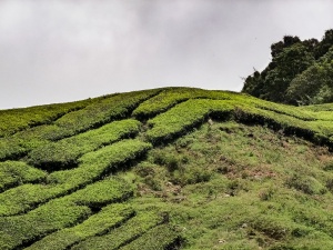 Tea-field-1-Cameron-Highlands-Malaysia