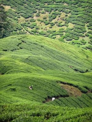 Tea-field-2-Cameron-Highlands-Malaysia