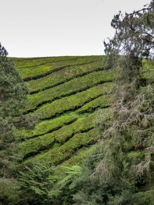 Tea-field-Cameron-Highlands-Malaysia
