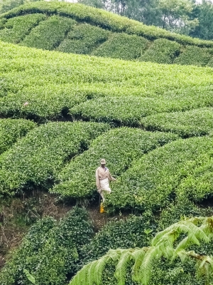 Tea-picker-Cameron-Highlands-Malaysia