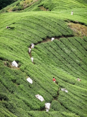 Tea-pickers-Cameron-Highlands-Malaysia