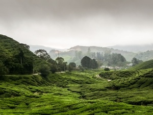 Tea-plantation-1-Cameron-Highlands-Malaysia