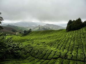 Tea-plantation-2-Cameron-Highlands-Malaysia