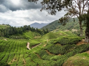 Tea-plantation-3-Cameron-Highlands-Malaysia