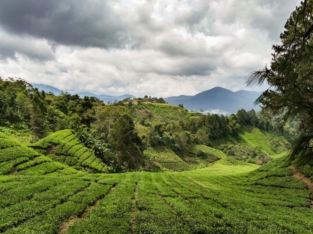 Tea-plantation-Cameron-Highlands-Malaysia - WEMOOCH