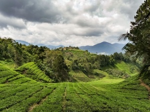 Tea-plantation-Cameron-Highlands-Malaysia