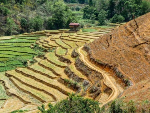 Terraced-hillside-Northern-Thailand